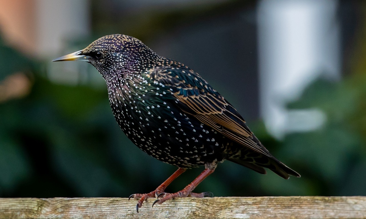 2021-12-30 Pájaro estornino