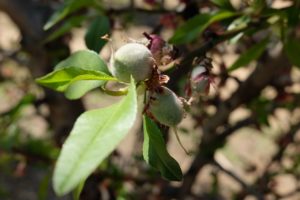 2022-03-17 Almendra en crecimiento