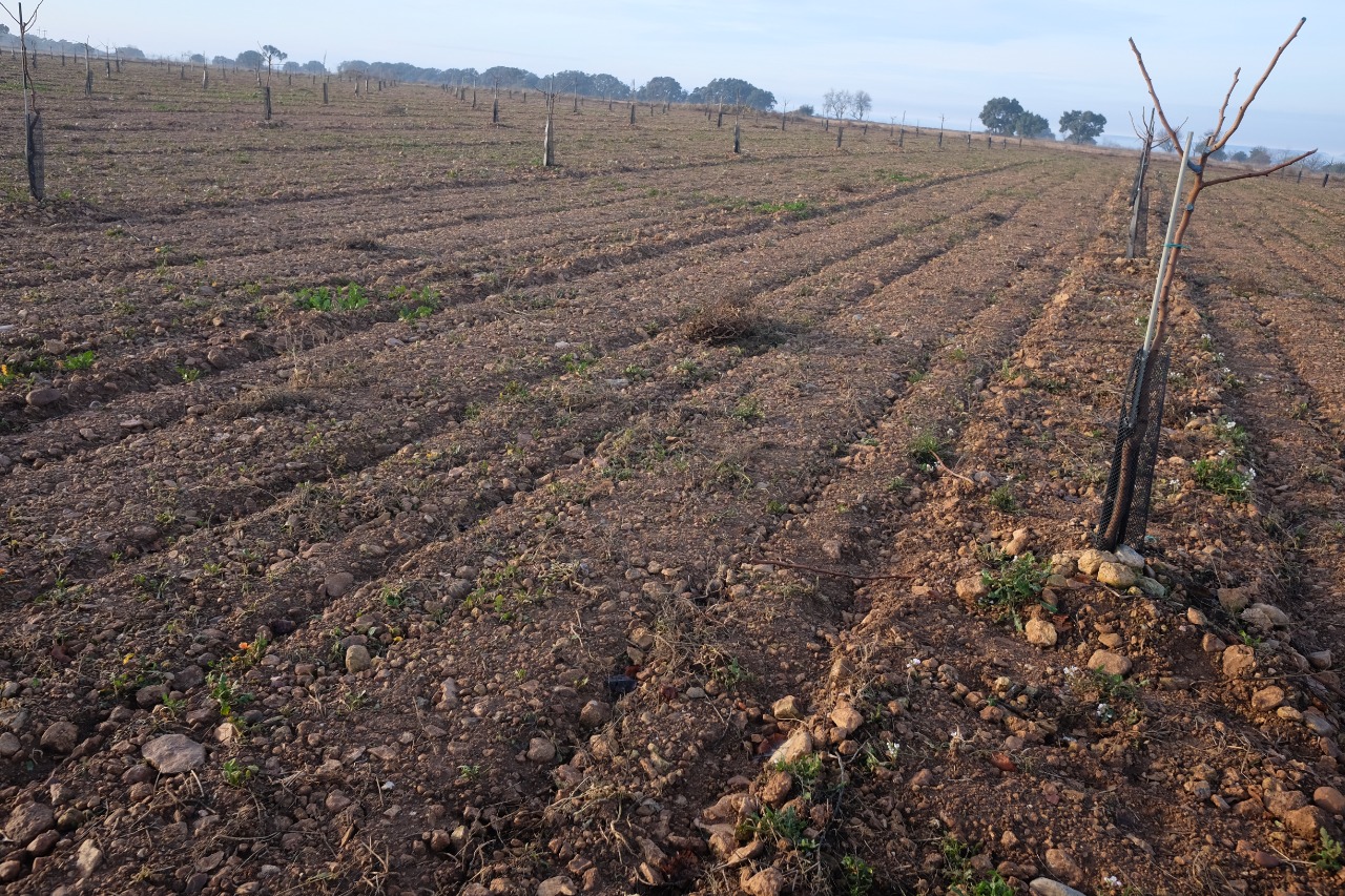 2022-03-17 Plantación de pistacho